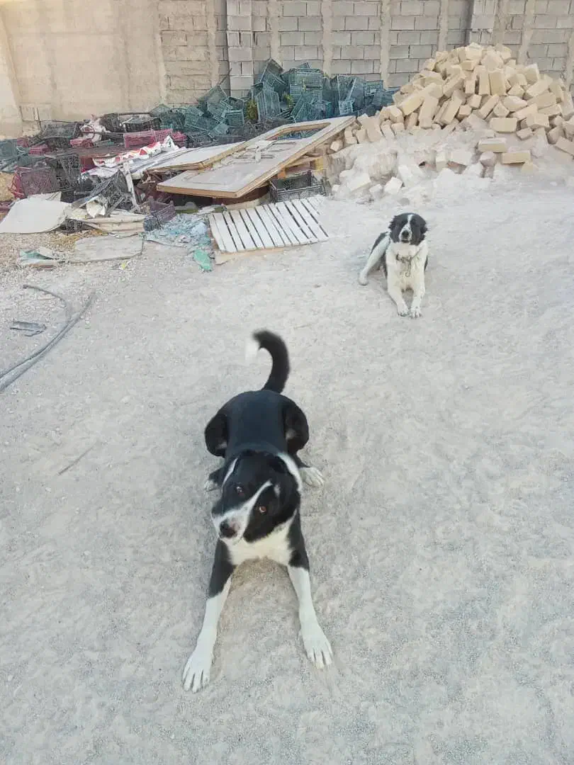 سگ قدرجونی جفت نروماده|سگ|زرقان, |دیوار