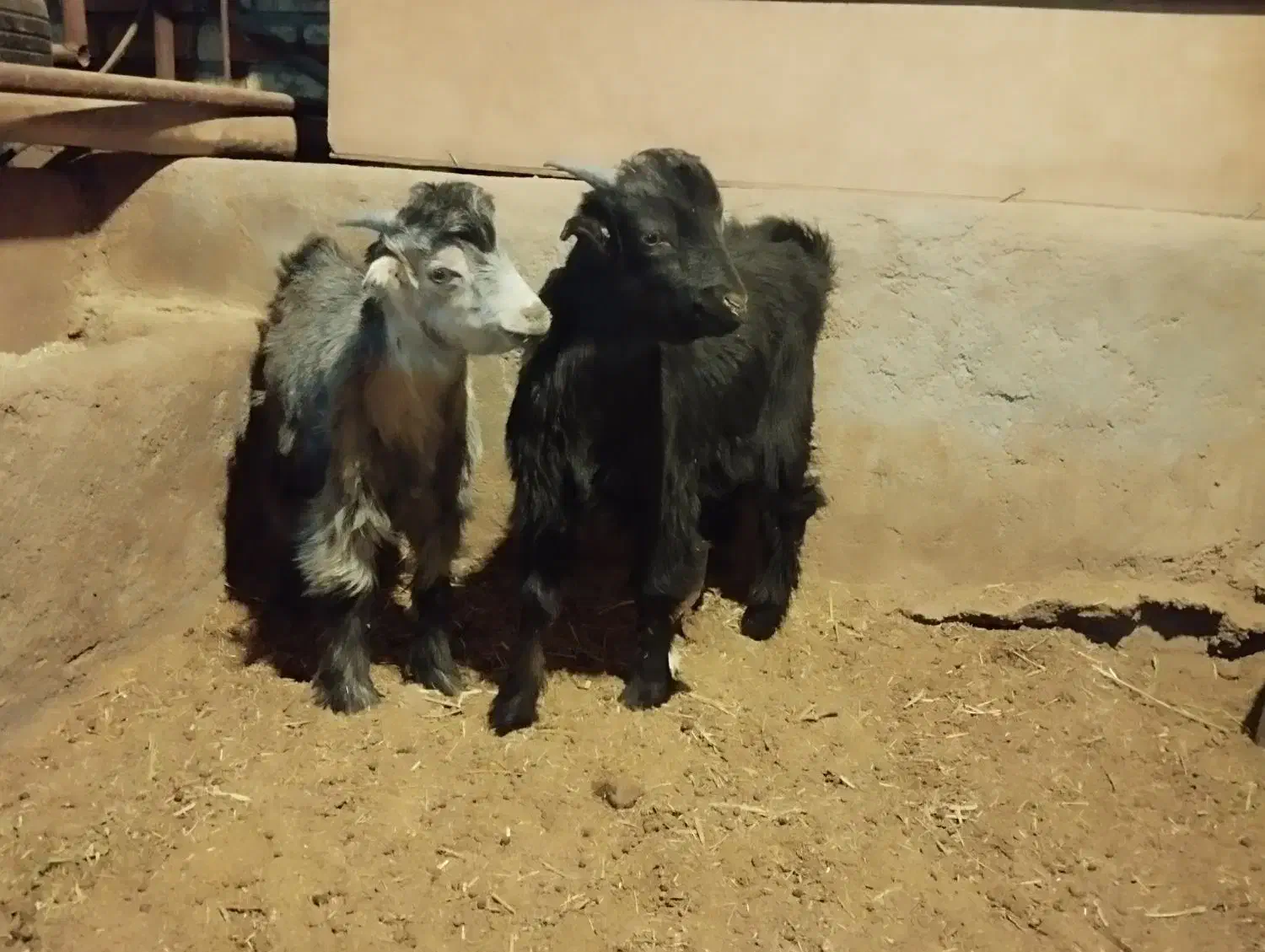 بز بزغاله|حیوانات مزرعه|چادگان, |دیوار