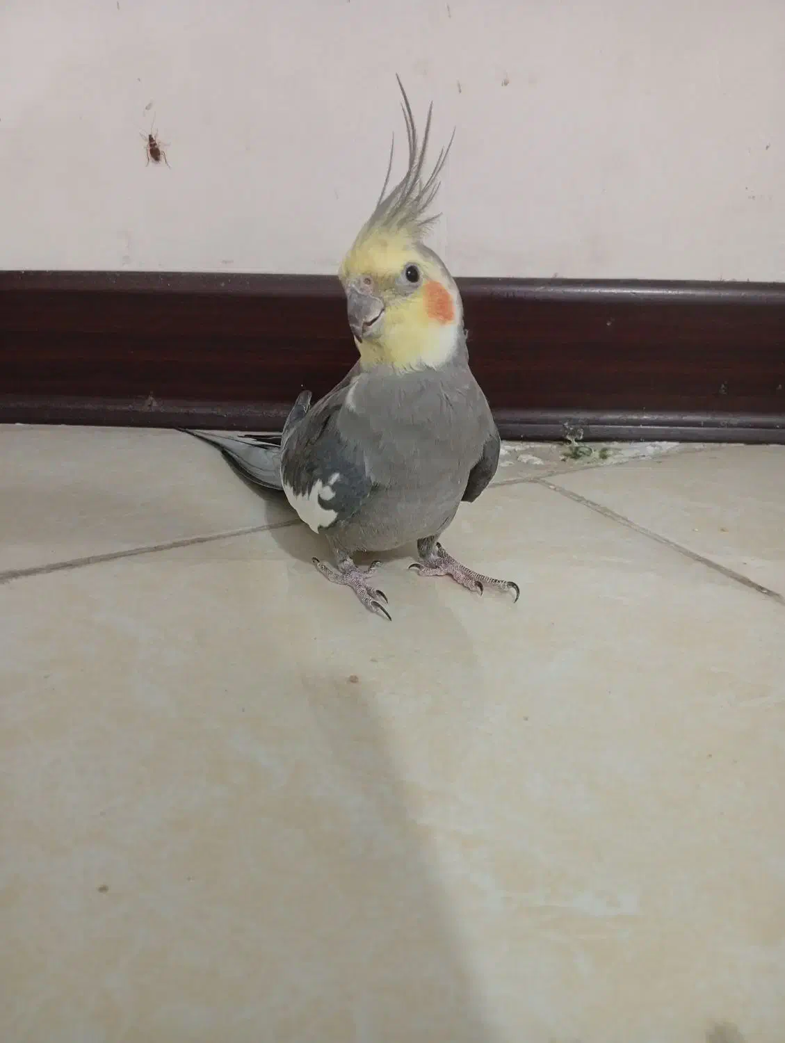 طوطی عروس هلندی|پرنده|بندرعباس, |دیوار