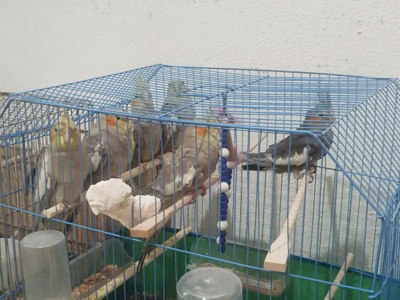 طوطی عروس جوجه رام|پرنده|شفت, |دیوار