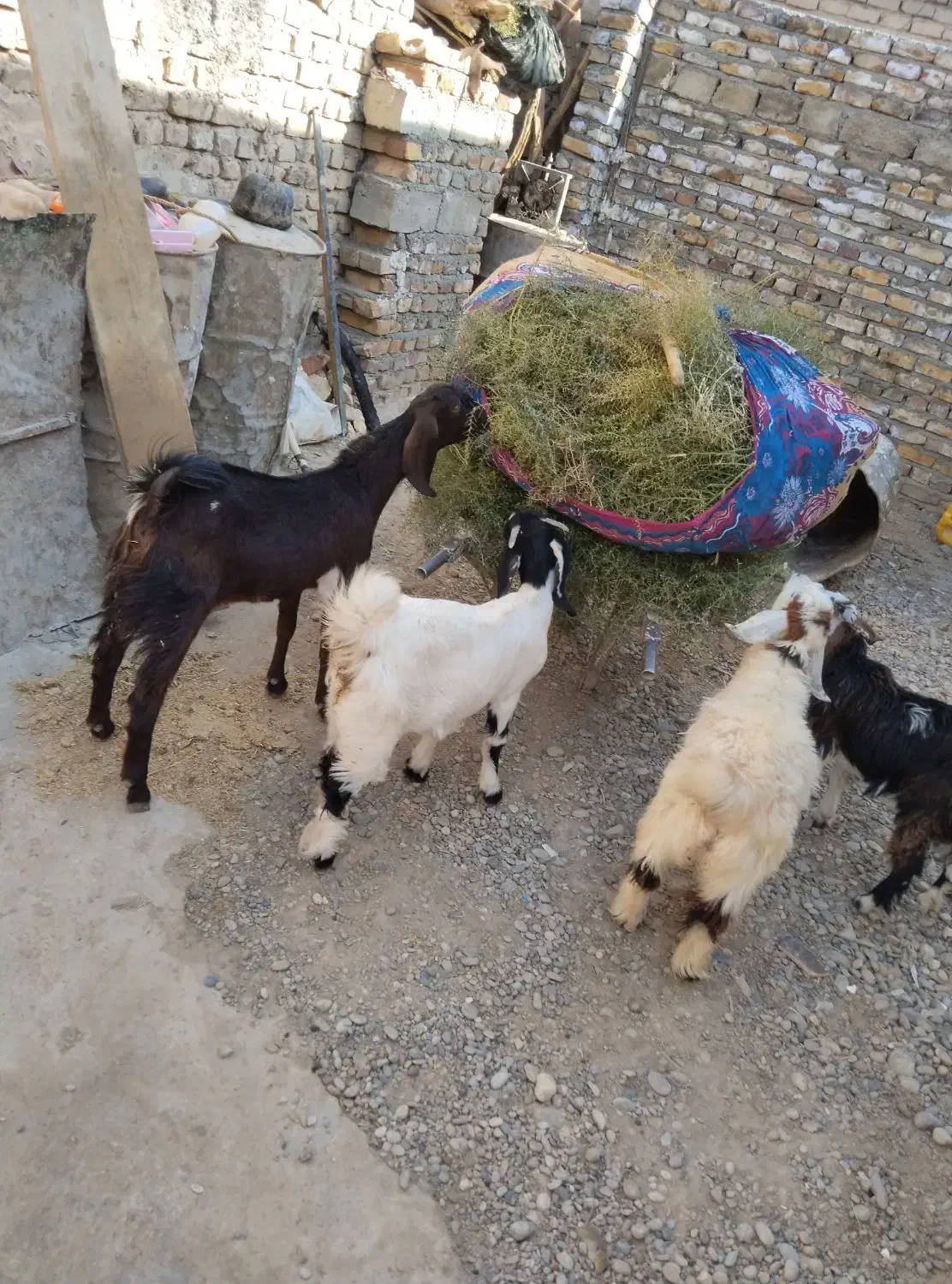 چهار کهره سه تا ماده یک نر|حیوانات مزرعه|زهک, |دیوار