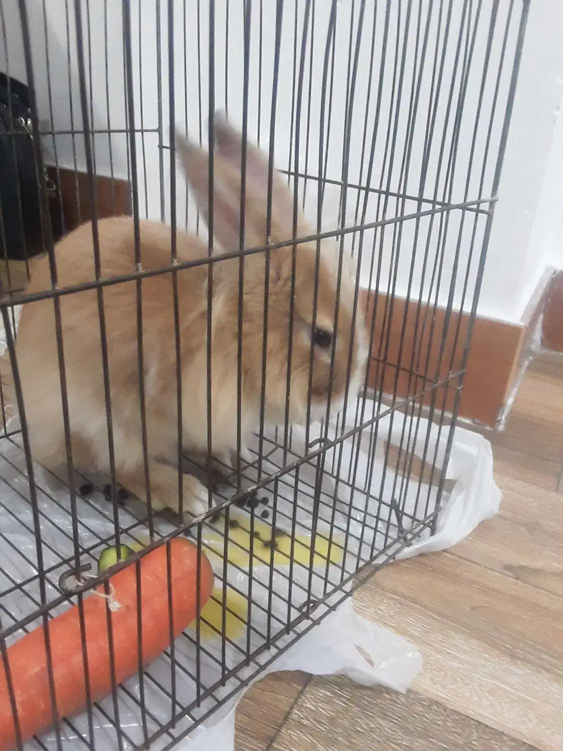 خرگوش خانگی اهلیتخفیفم میدم|موش و خرگوش|اردبیل, |دیوار