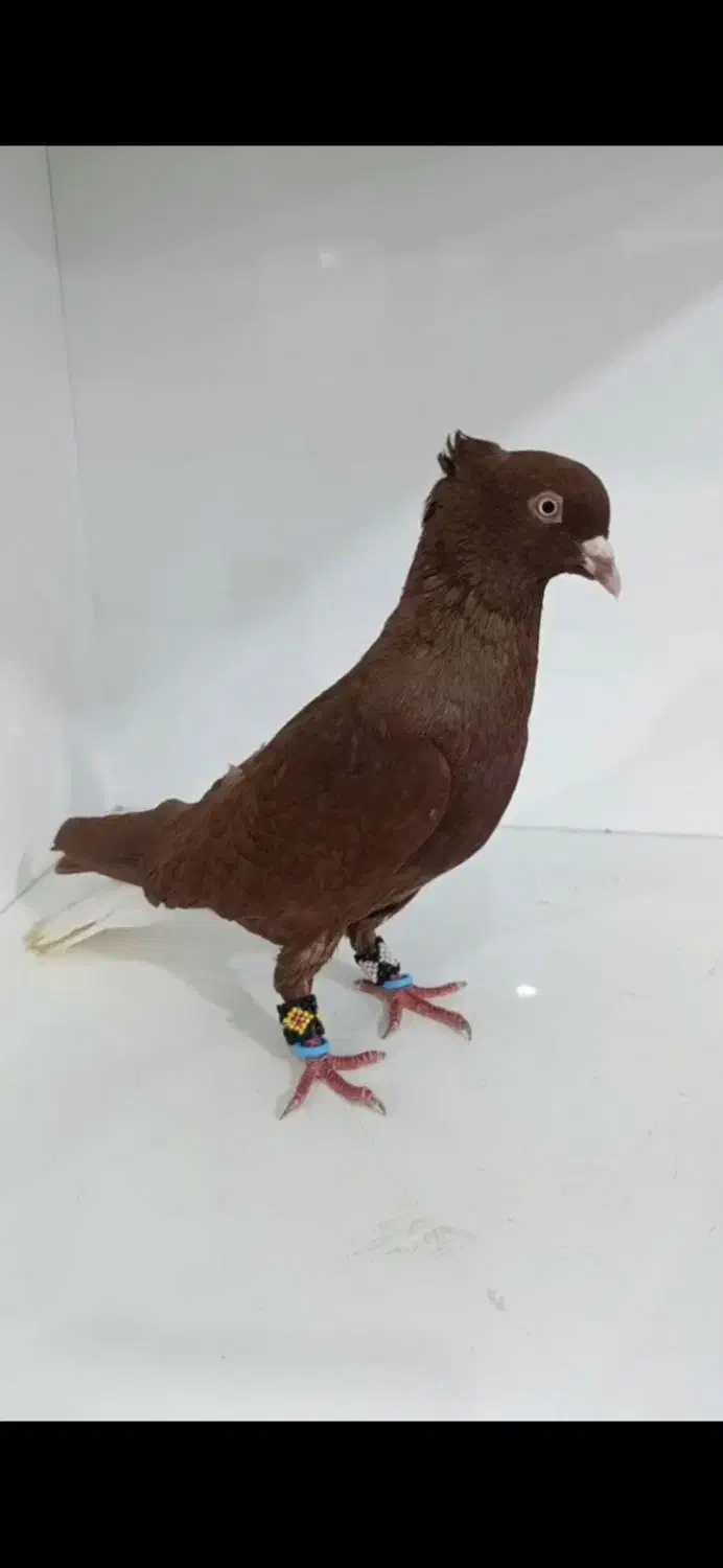 نر سرخ دم سفید|پرنده|اهواز, گلستان|دیوار