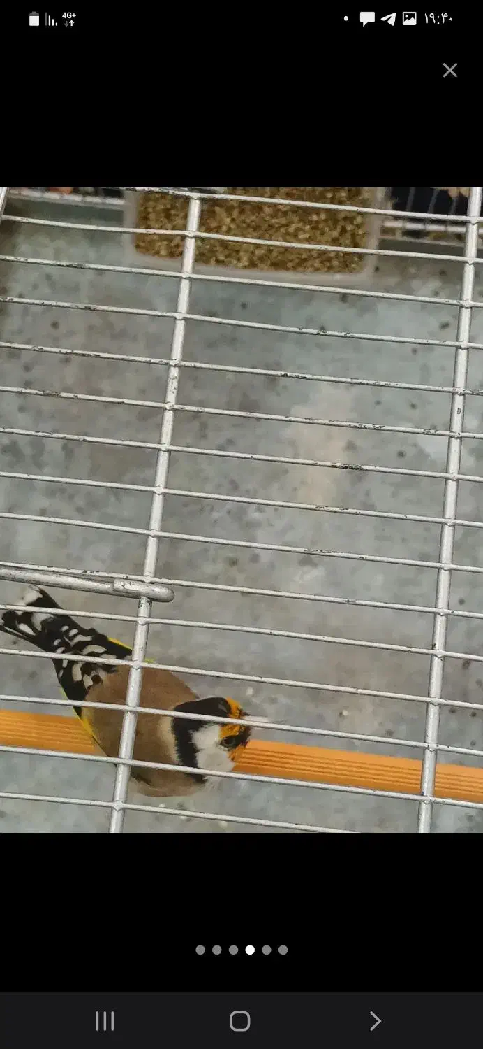 سهره جوجه قفس تازه صاف درجه یک|پرنده|کاشان, شهرک خاتم الانبیا (مسکن ملی کاشان)|دیوار