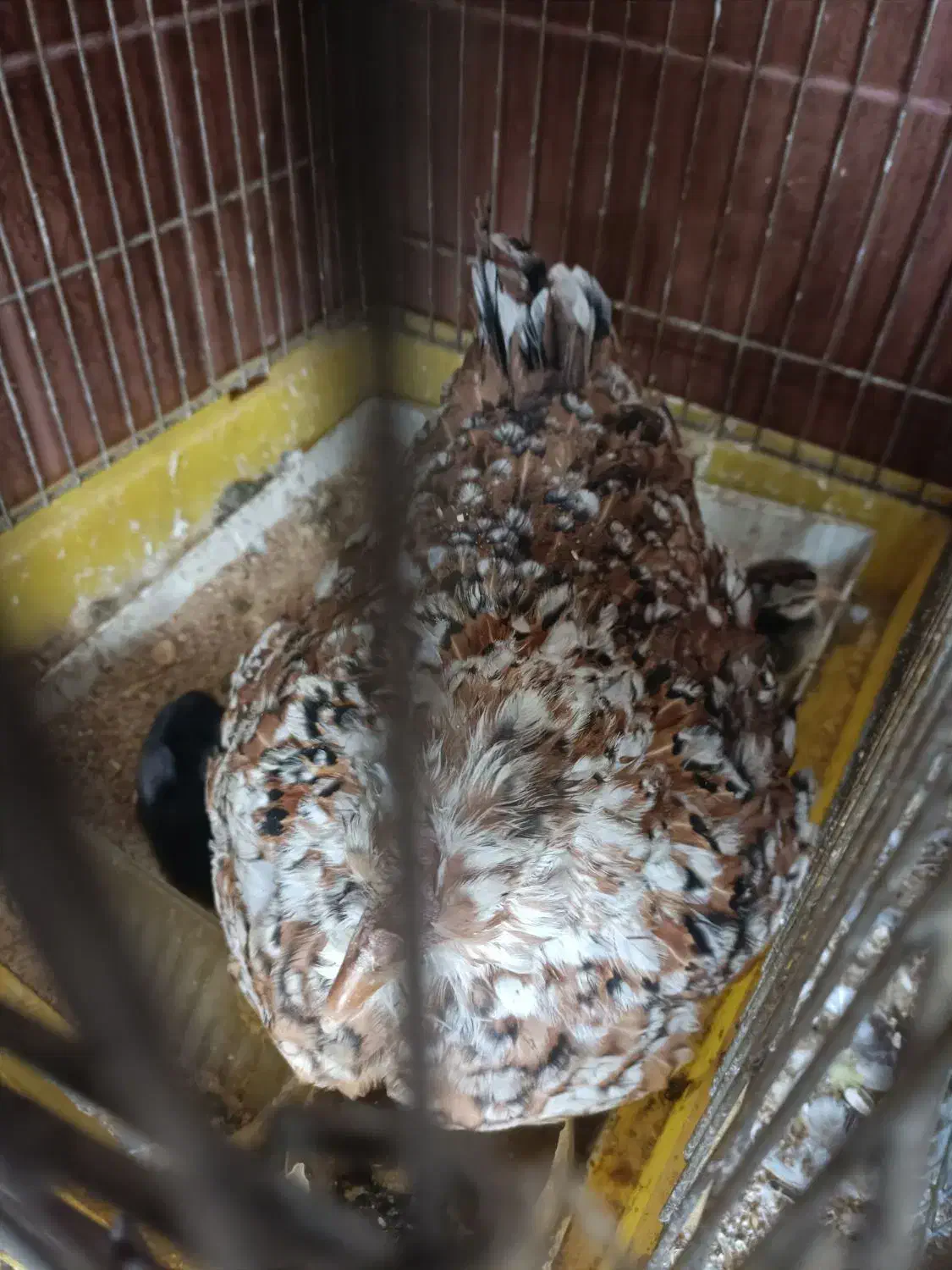 مرغ با جوجه گلین|حیوانات مزرعه|تهران, پیکان شهر|دیوار