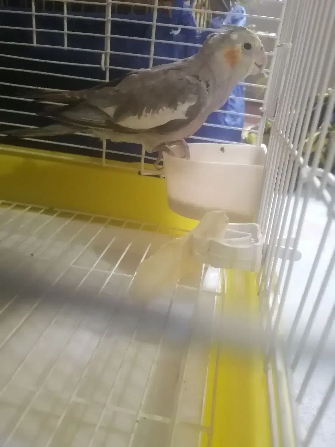 عروس هلندی دستی|پرنده|زنجان, |دیوار