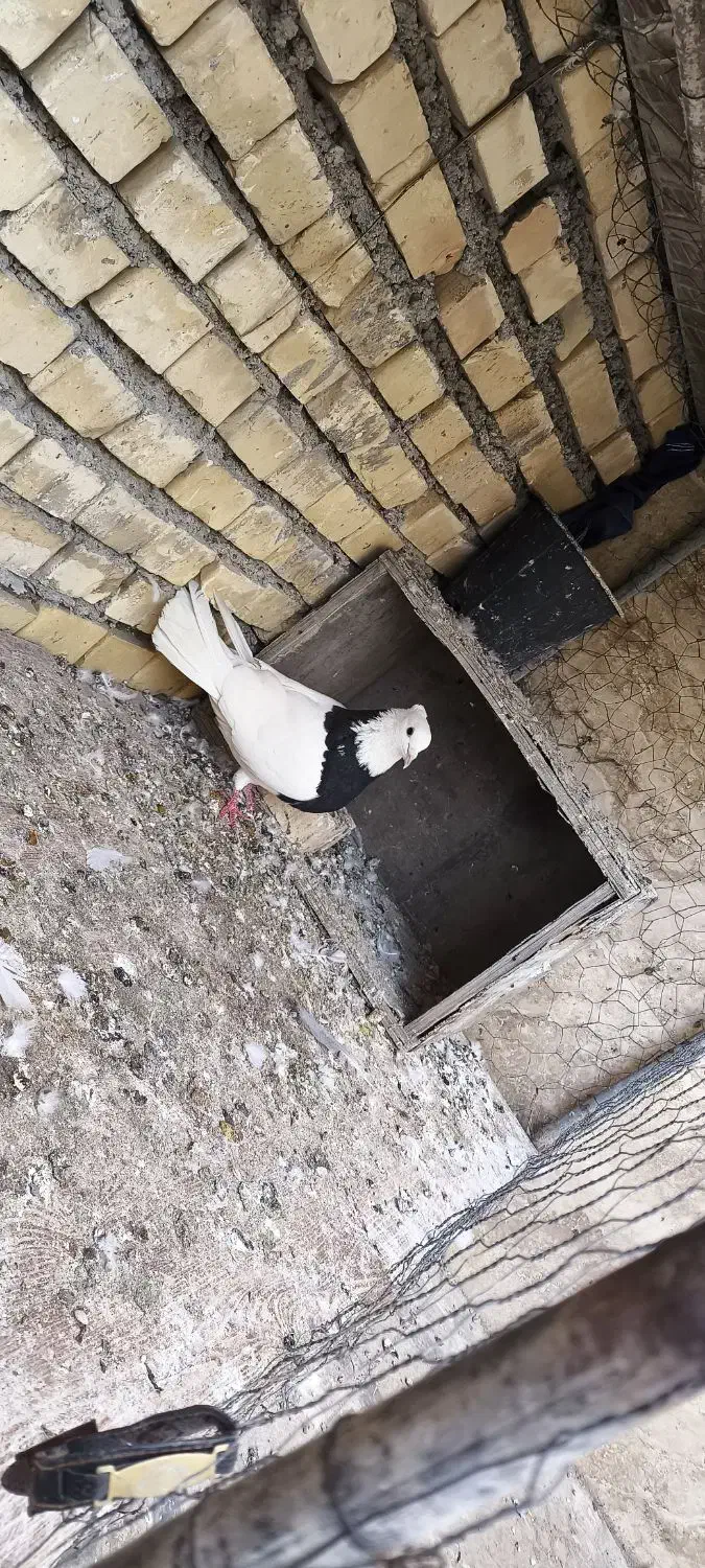 کبوتر|پرنده|خرمشهر, |دیوار