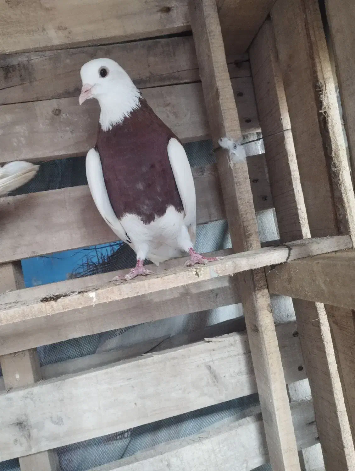 رنگی|پرنده|اهواز, امانیه|دیوار