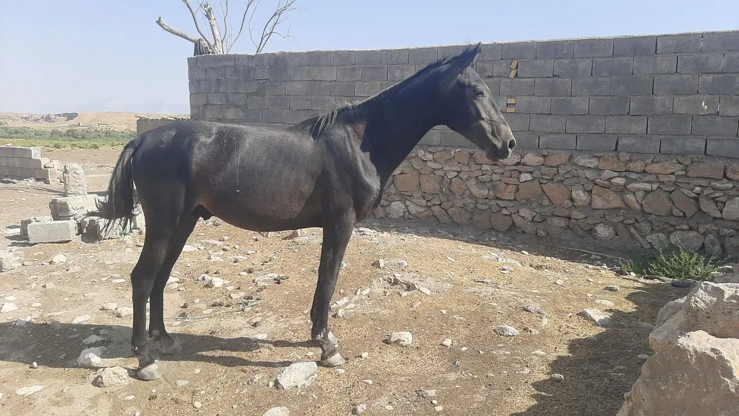 اسب گم شده|حیوانات|رومشکان, |دیوار