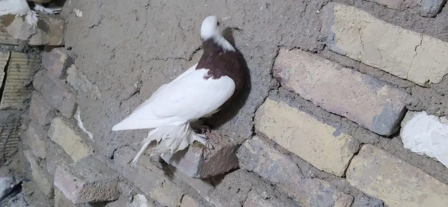 کبوتر طوقی|پرنده|خوانسار, |دیوار