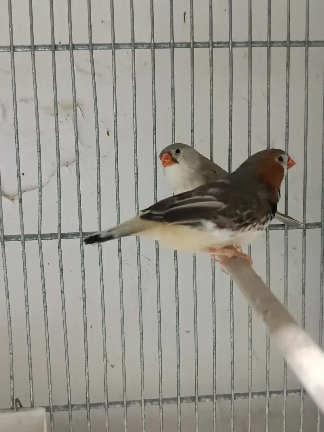 فنج کینگ|پرنده|قم, قلعه عموحسین|دیوار