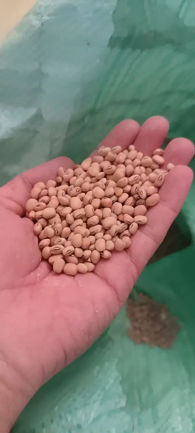 لوبیا آشی (ریزه)|خوردنی و آشامیدنی|دره شهر, |دیوار