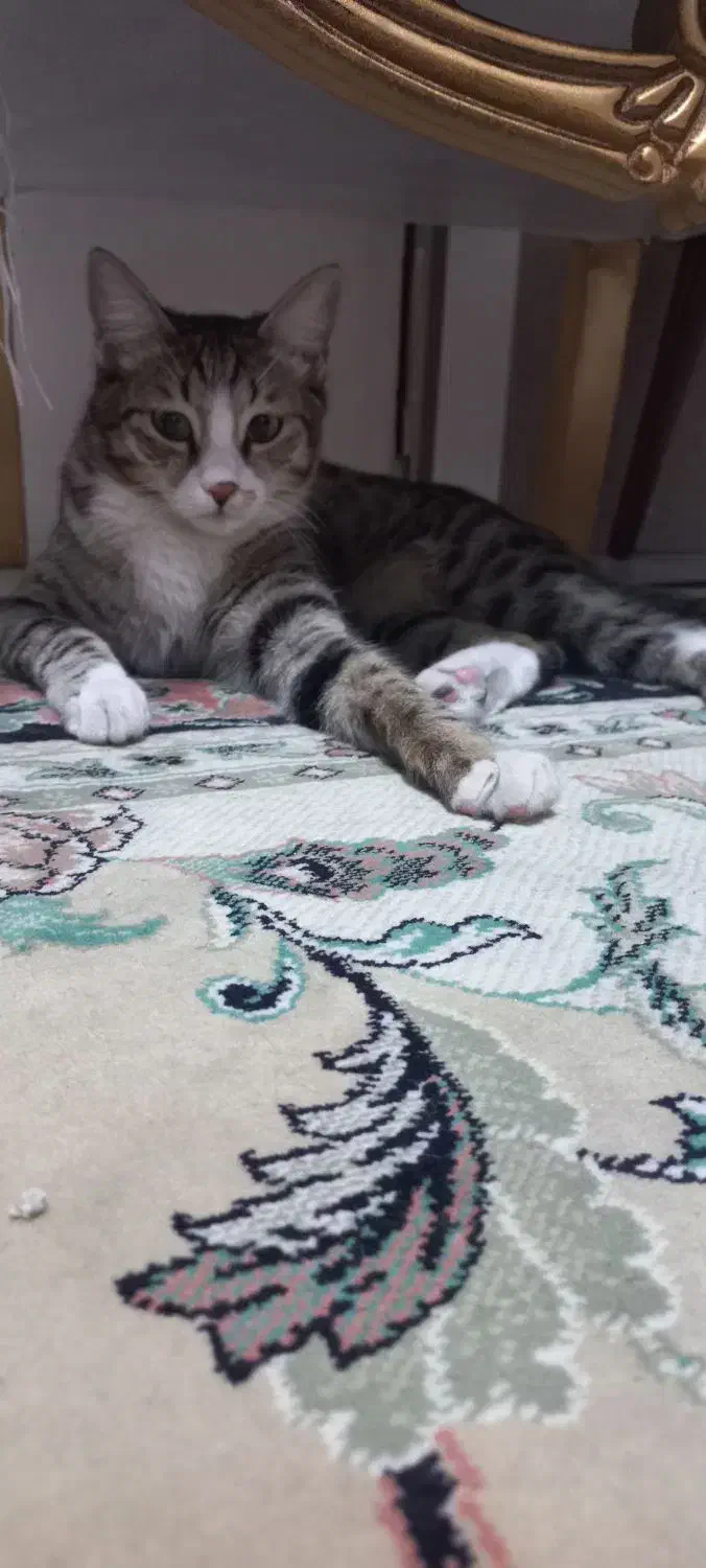 واگذاری گربه dsh|گربه|تهران, کیانشهر|دیوار