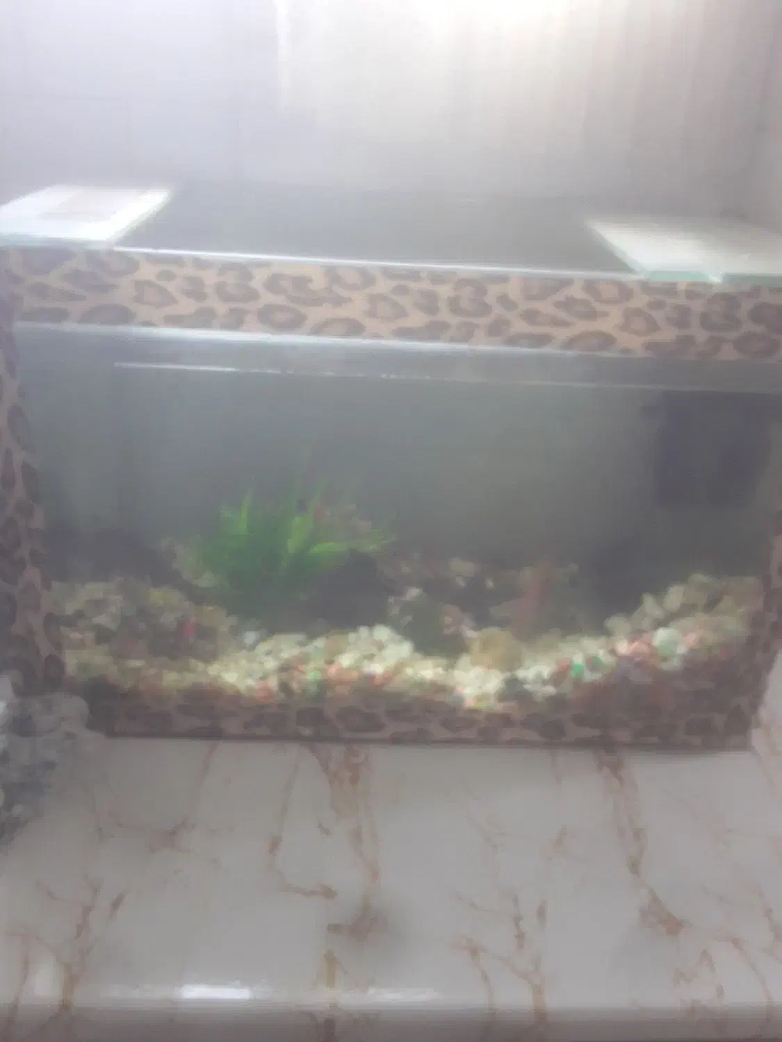 آکواریوم فروشی|ماهی|آستارا, |دیوار