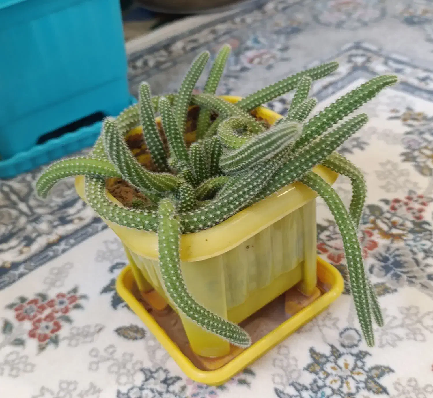 انواع گل در قیمت های خیلی مناسب|گل و گیاه طبیعی|سنندج, |دیوار