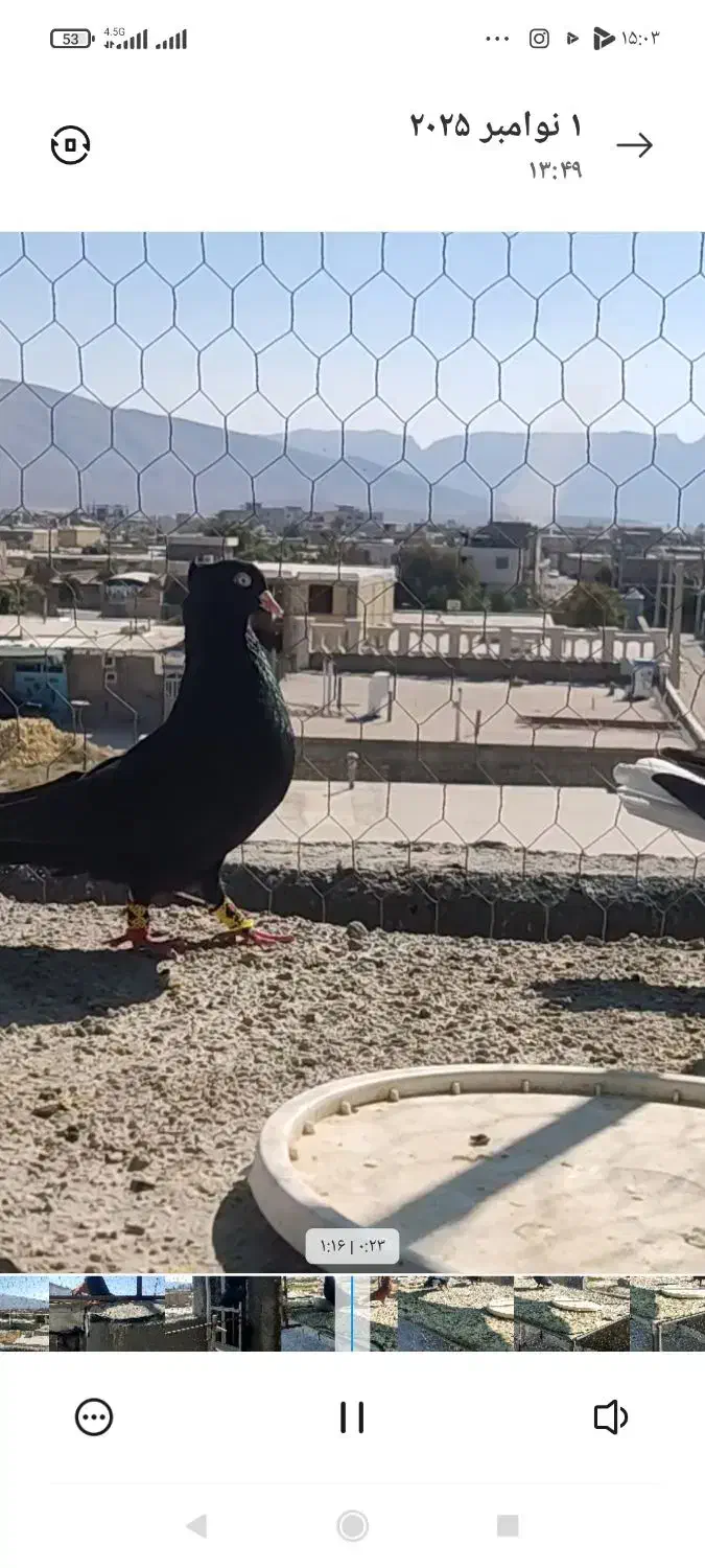 فروش کبوتر ذاغ آبادانی نر|پرنده|فیروزآباد (فارس), |دیوار