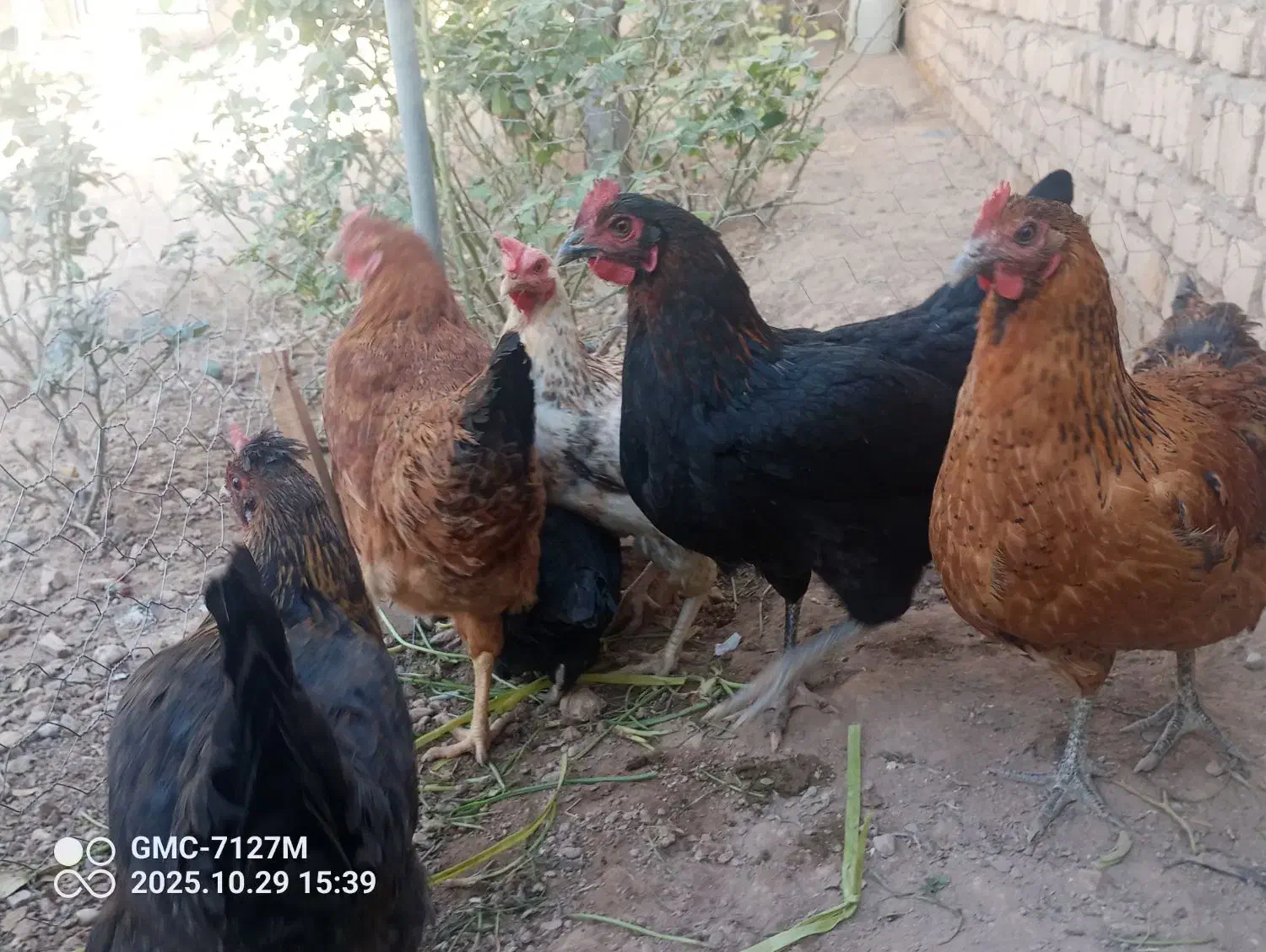 مرغ|حیوانات مزرعه|دشتابی, |دیوار