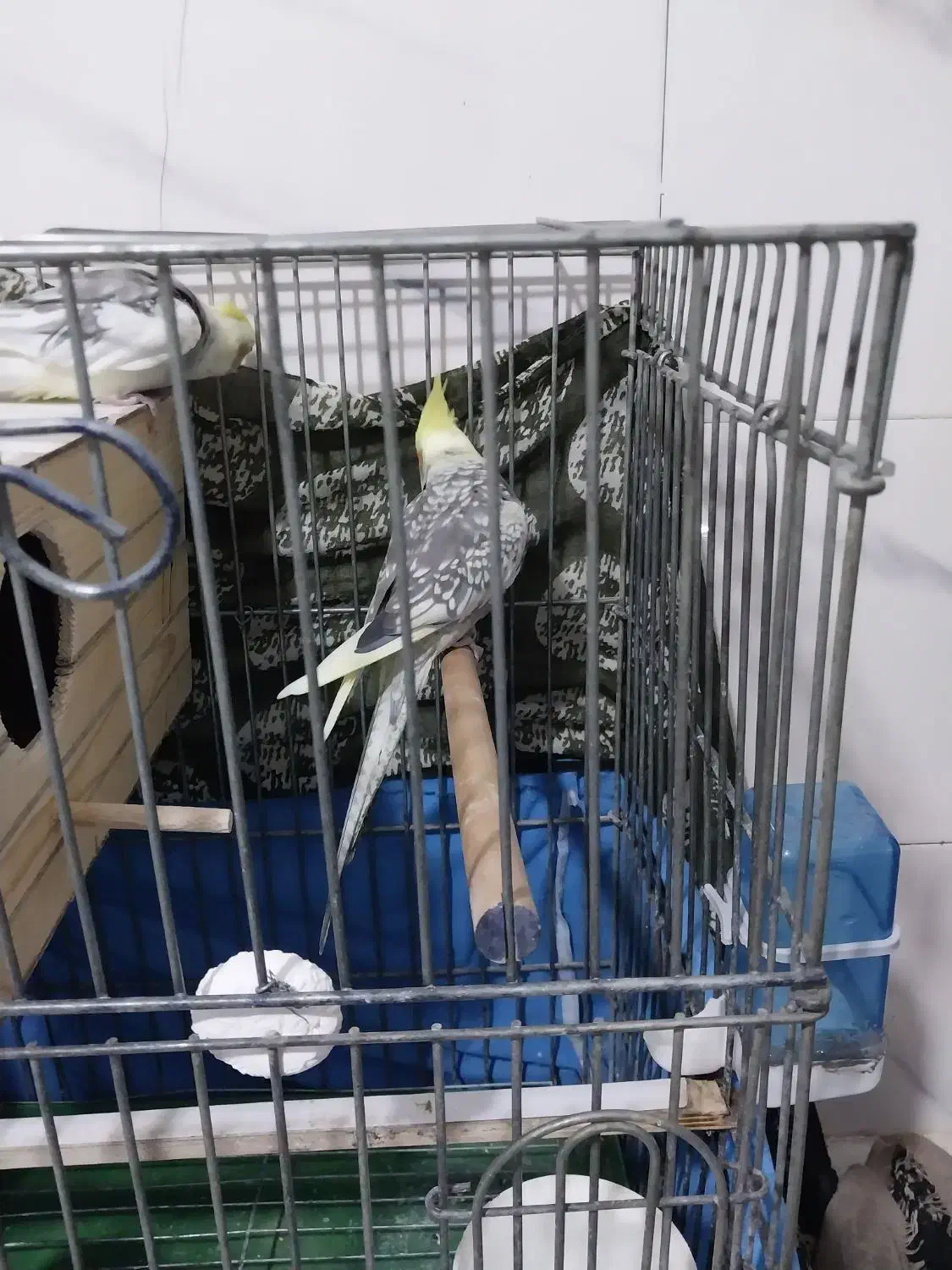 یه جفت عروس هلندی نرو ماده درحال تخم گذاری|پرنده|ماهدشت, |دیوار