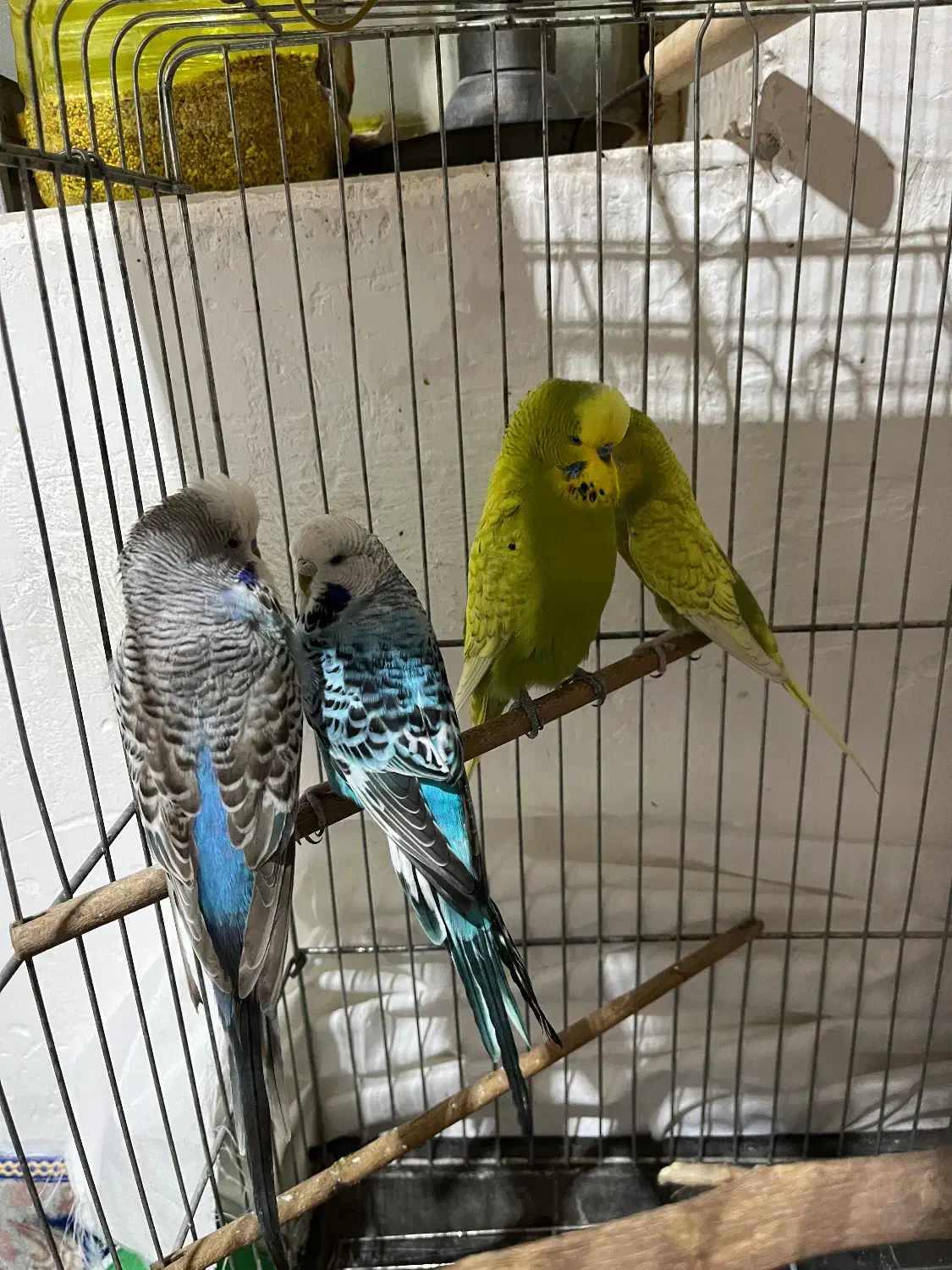 مرغ عشق انگلیسی (باجیگارد)|پرنده|دهلران, |دیوار