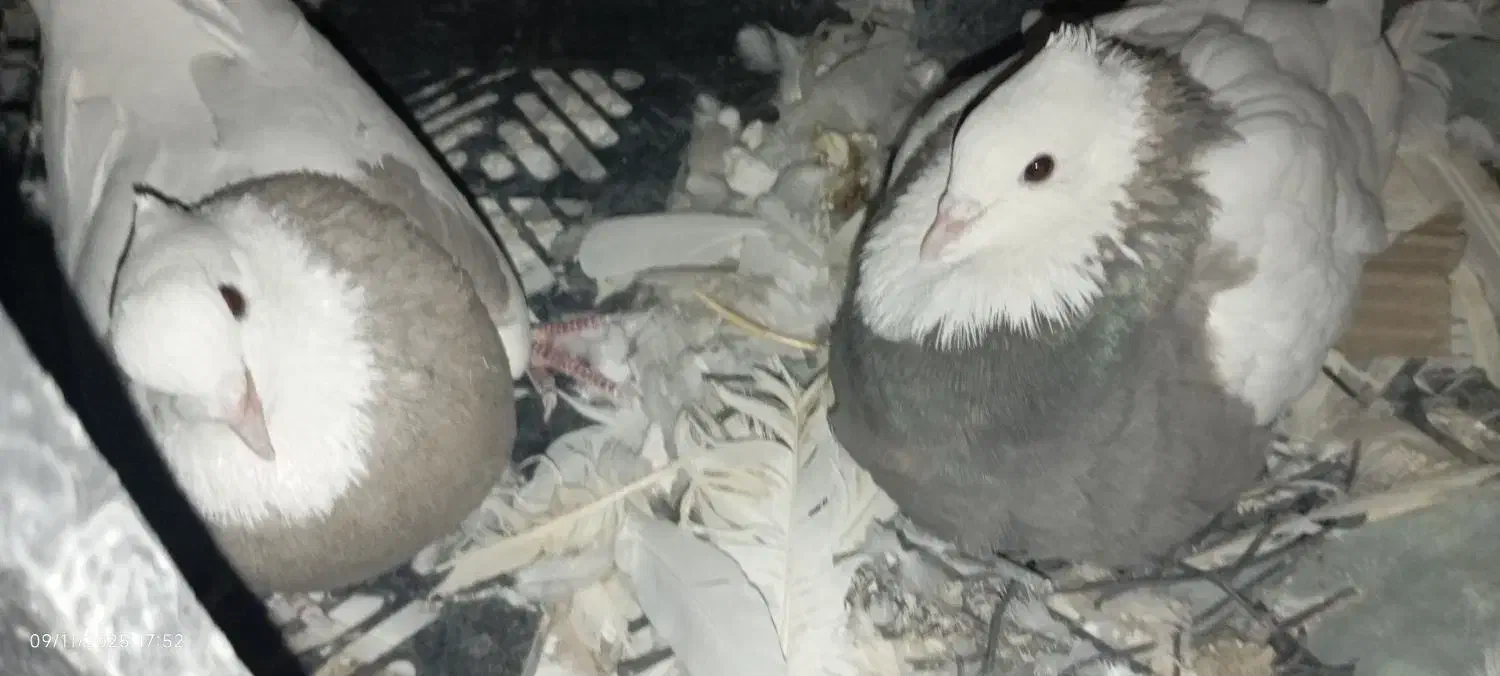 چند عدد کبوتر|پرنده|دهدشت, |دیوار