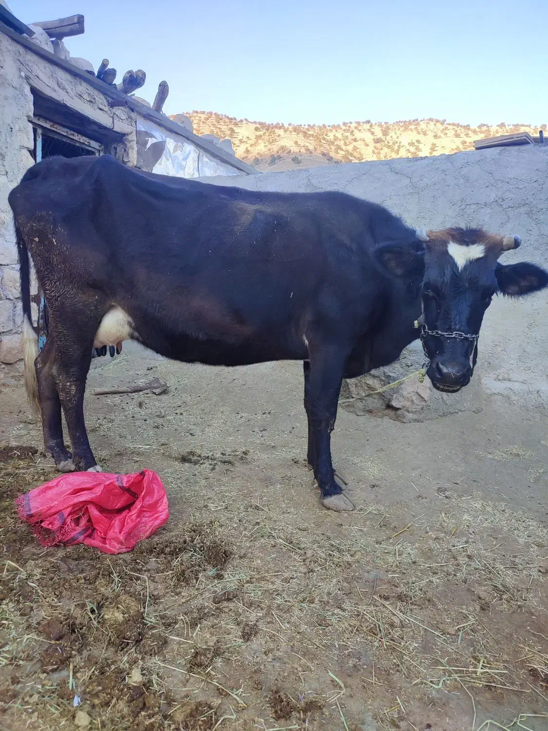 گاو و گوساله|حیوانات مزرعه|کارزان, |دیوار