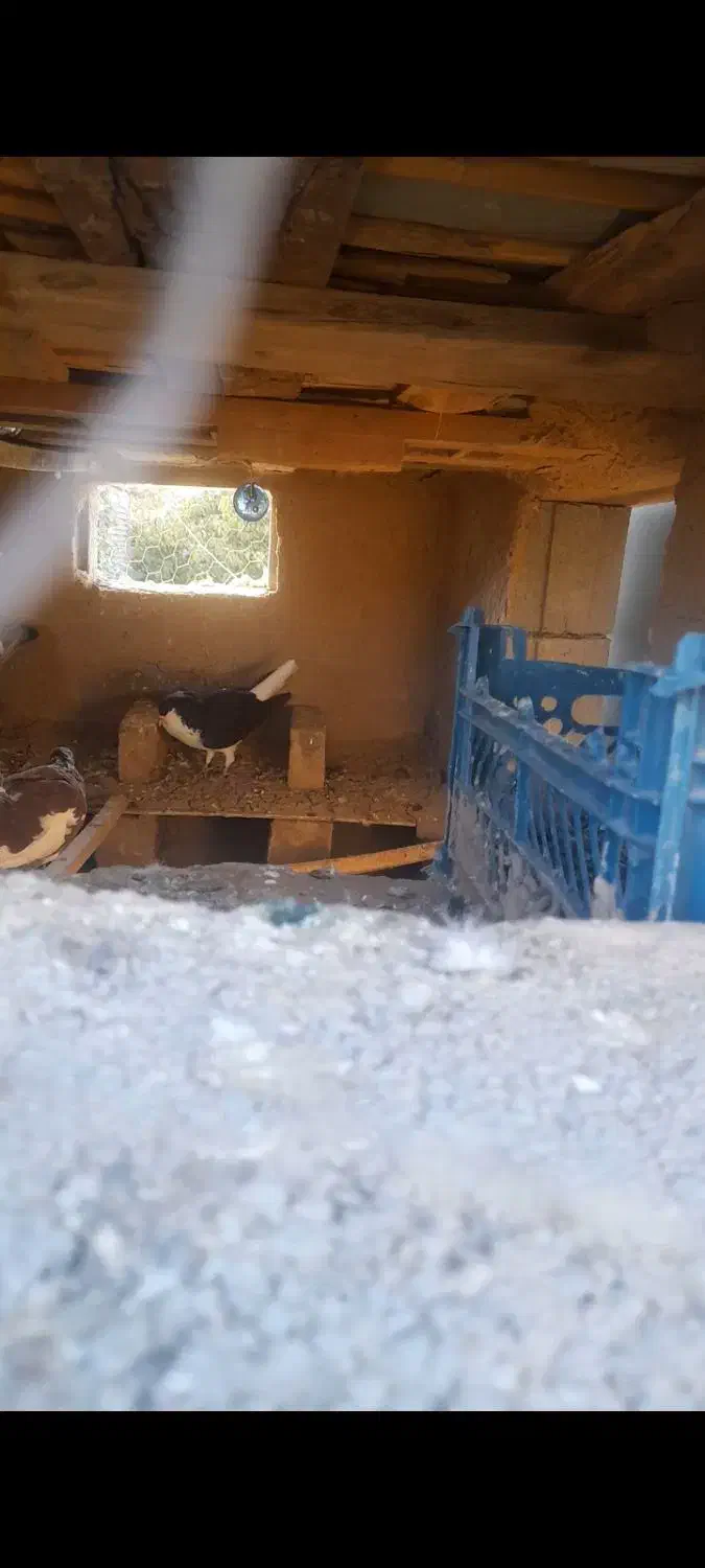 سه عدد نر پرشی|پرنده|بجنورد, |دیوار