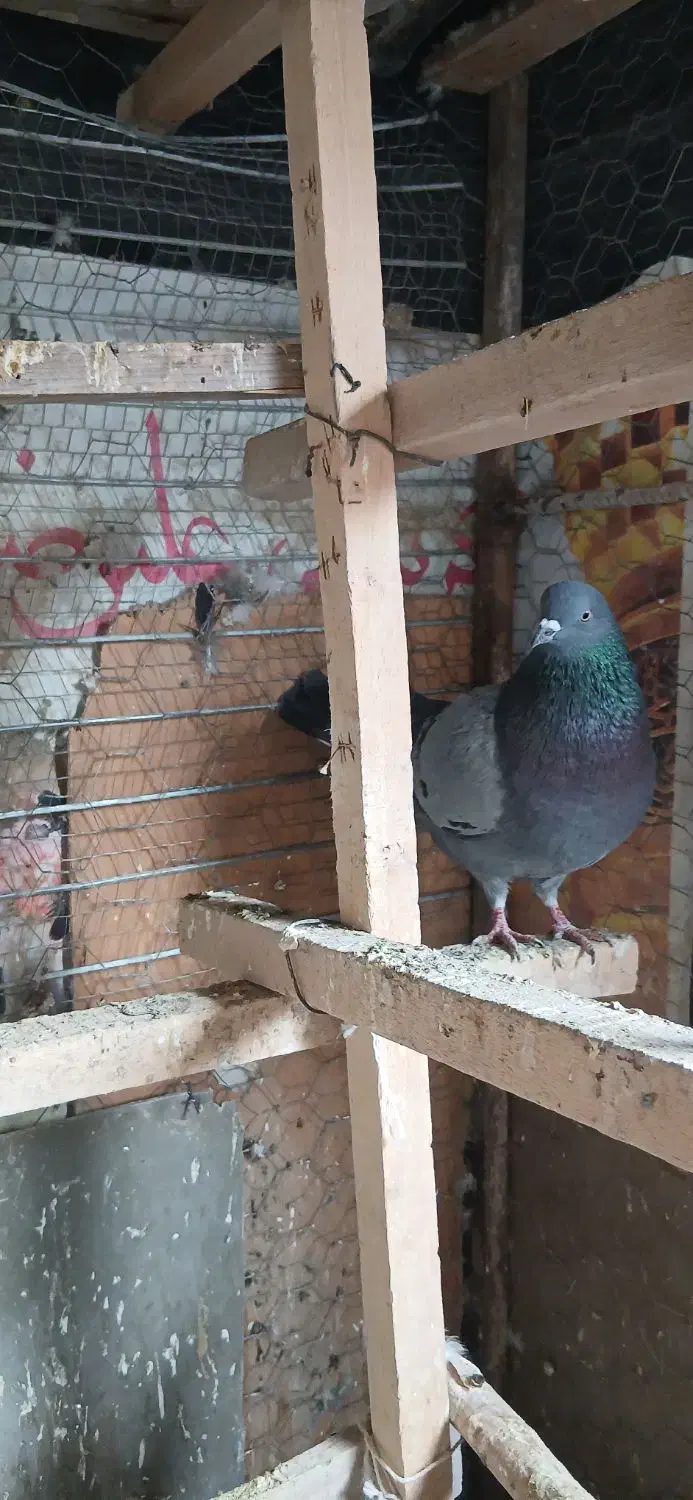 کبوتر|پرنده|هشتگرد, شهرک بعثت|دیوار