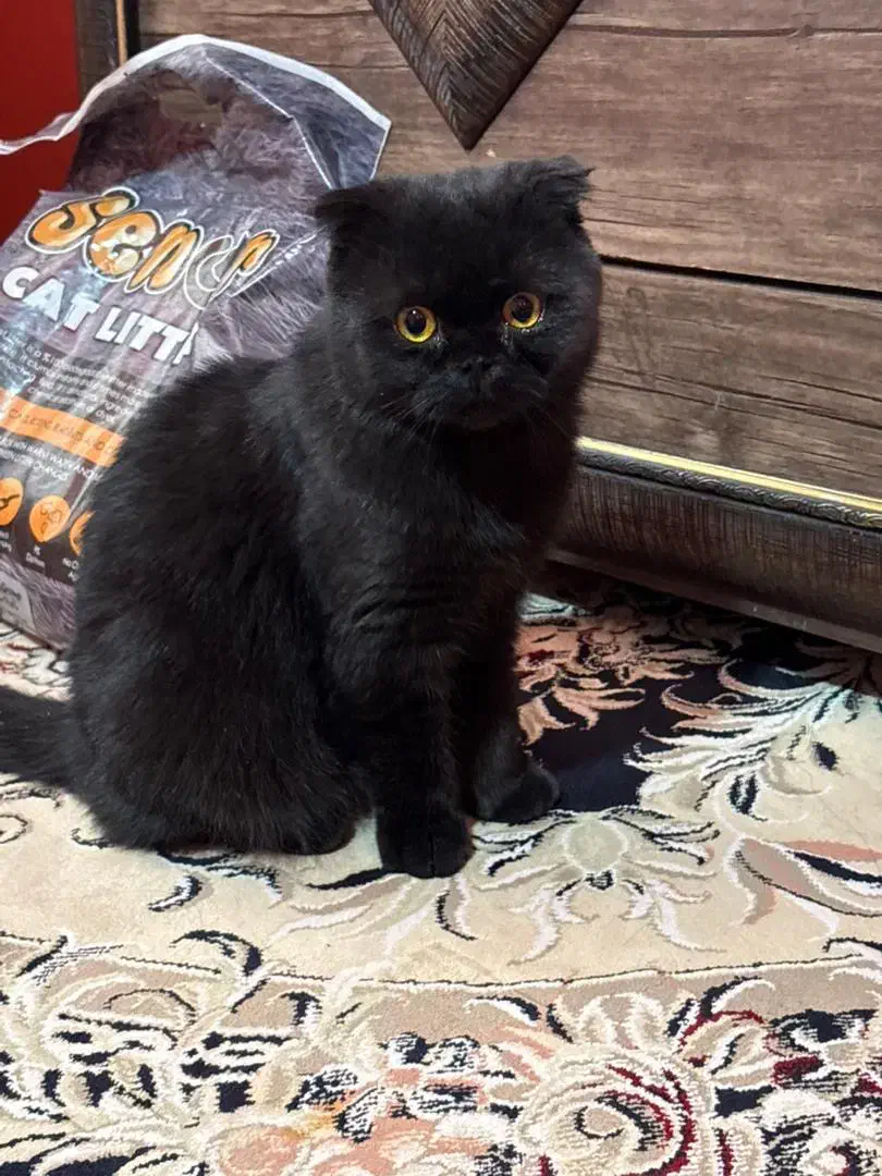 فروش گربه اسکاتیش فولد خاص و اصیل|گربه|سیرجان, |دیوار