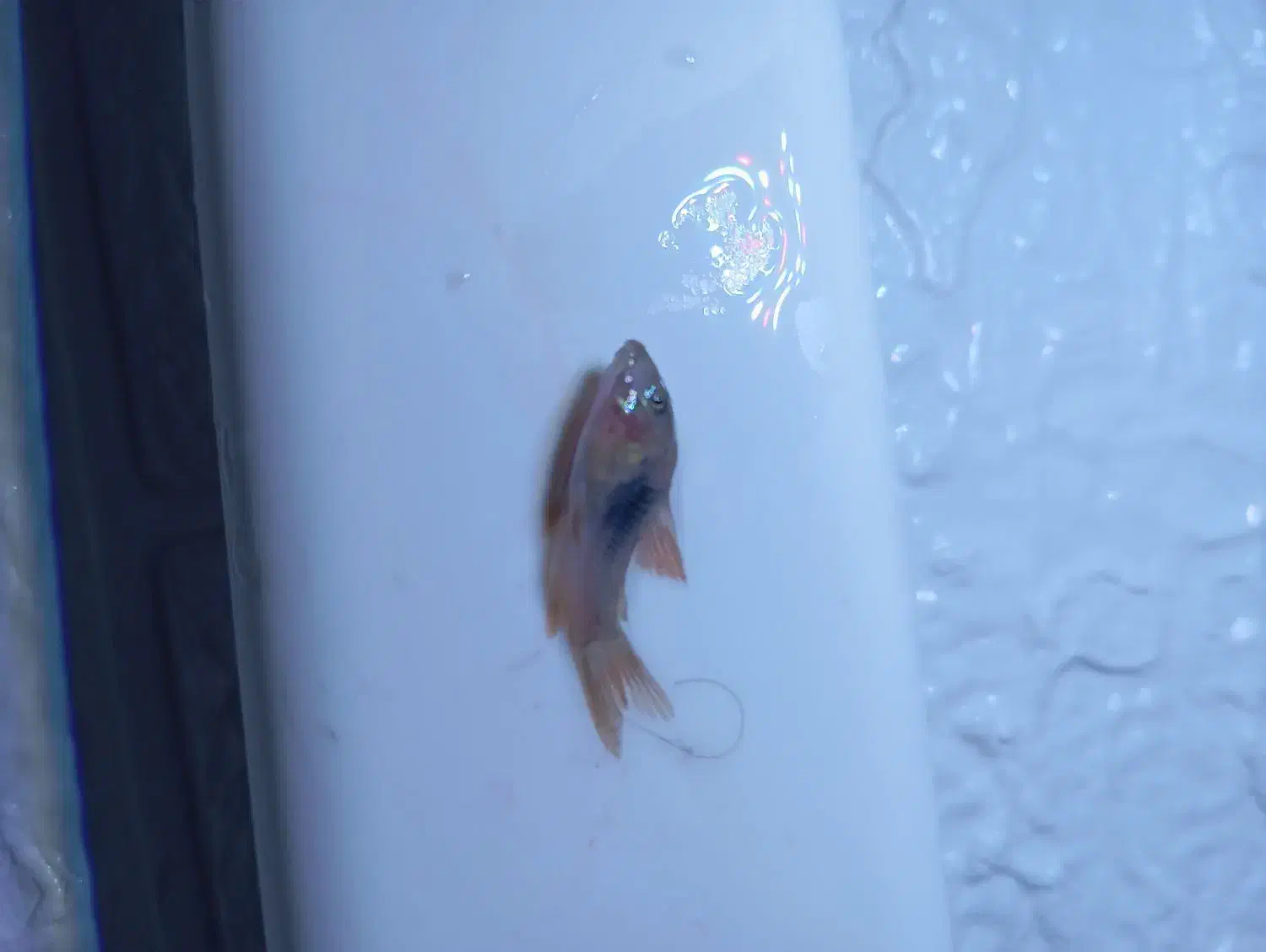 ماهی های اکواریمی و به همراه گیاه|ماهی|تهران, وحیدیه|دیوار