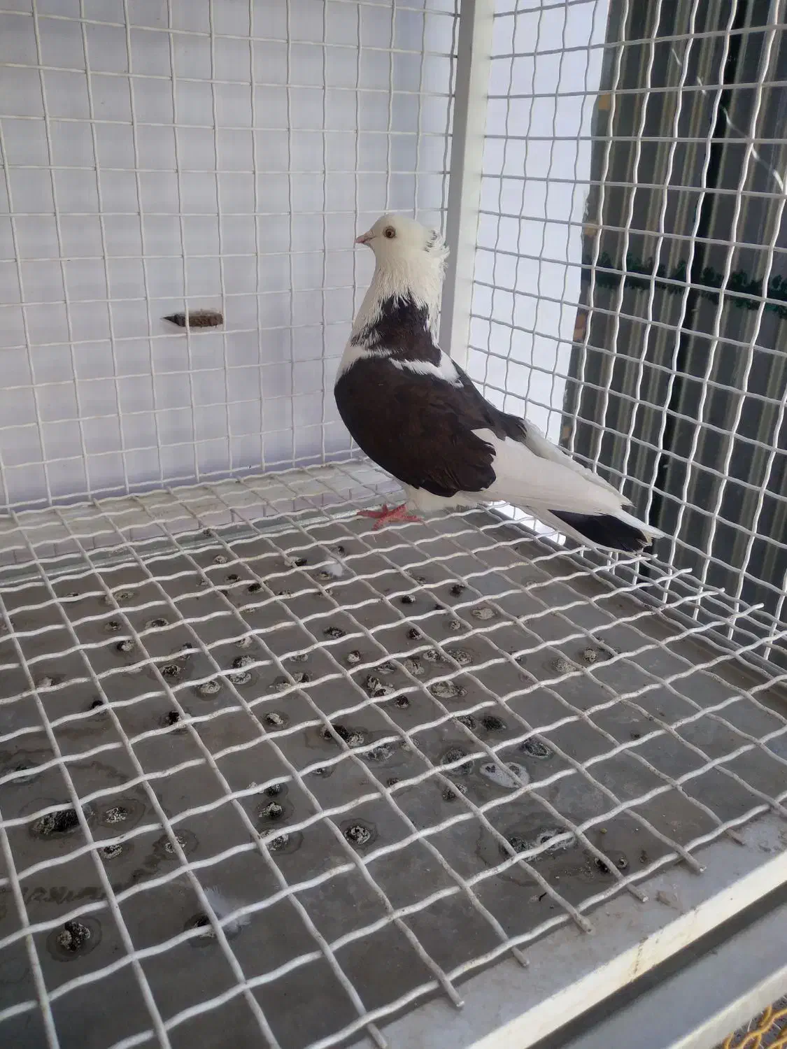 کفتر هما شازده|پرنده|تهران, توحید|دیوار