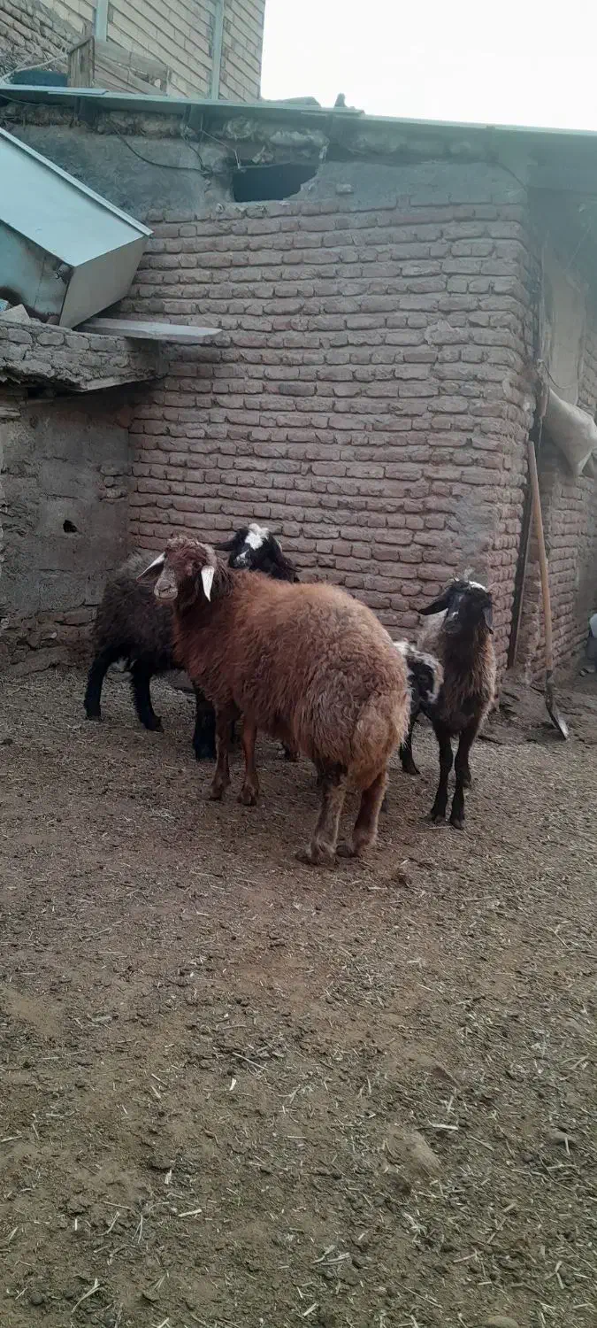 بره نر گوشتی|حیوانات مزرعه|باسمنج, |دیوار