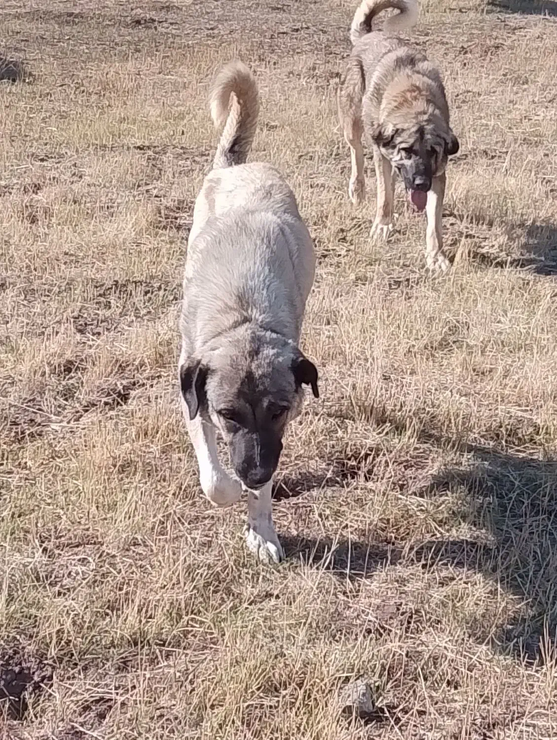 سگ نر|سگ|ورزقان, |دیوار