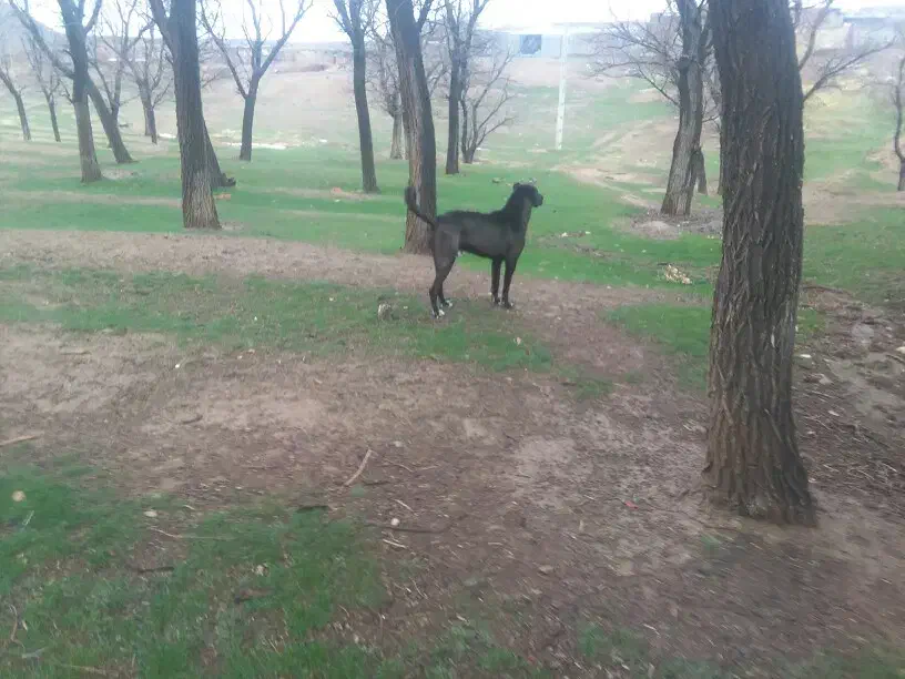 سگ سرابی اصیل|سگ|پیشخور, |دیوار