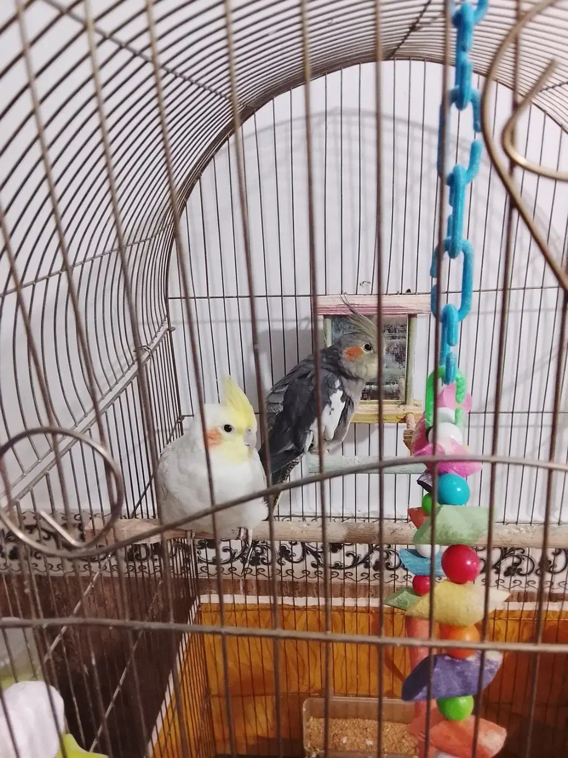 عروس هلندی جفت|پرنده|چناران, |دیوار