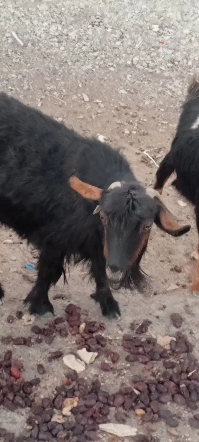 بز فروشی|حیوانات مزرعه|بیرک, |دیوار