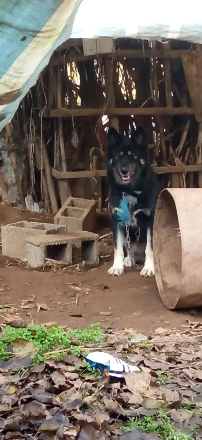 سگ هاسگی ژرمن دورگه نگهبان واقعی گیرنده|سگ|خشکبیجار, |دیوار