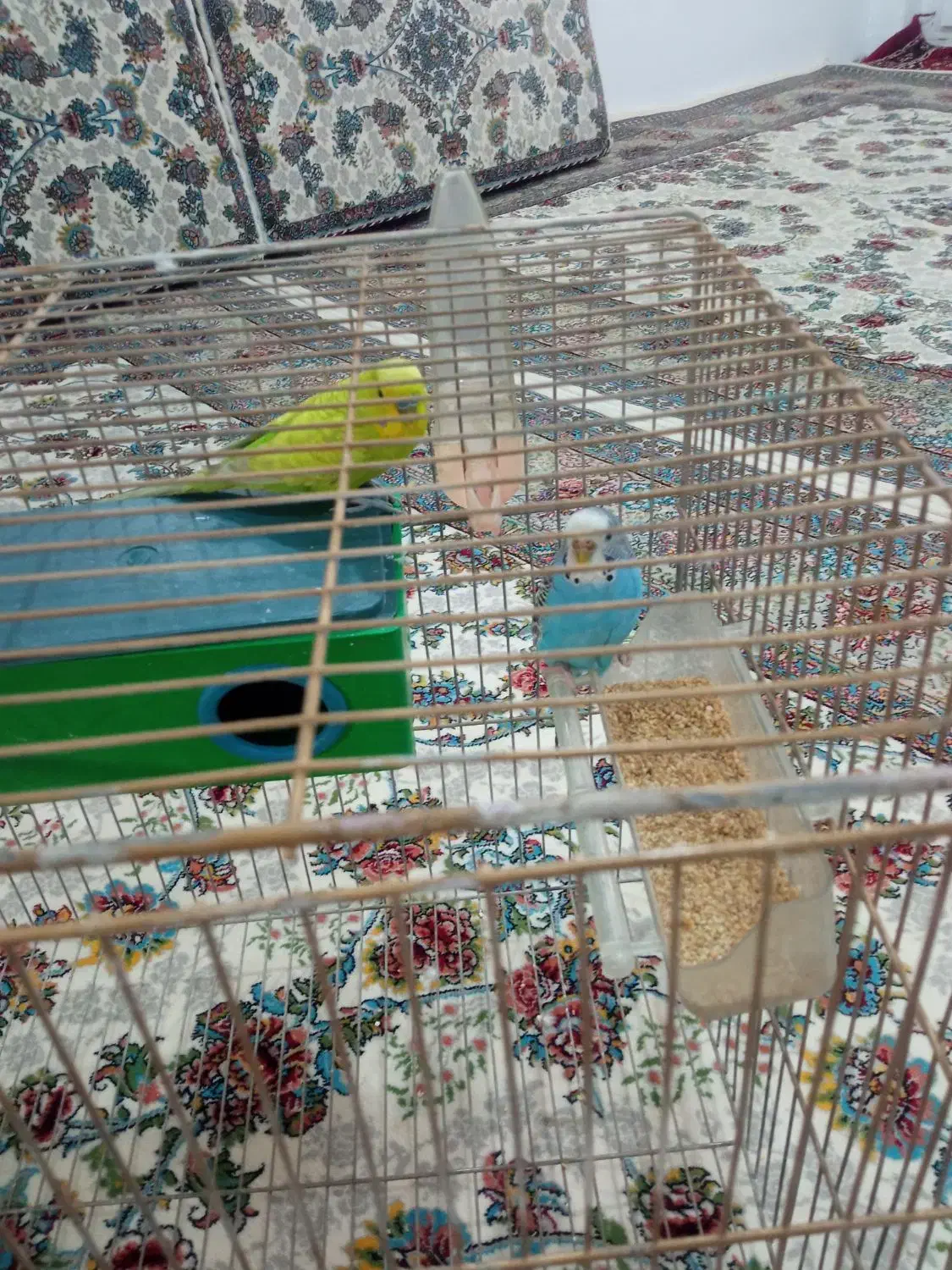 مرغ عشق گمشده در دهگلان|پرنده|دهگلان, |دیوار