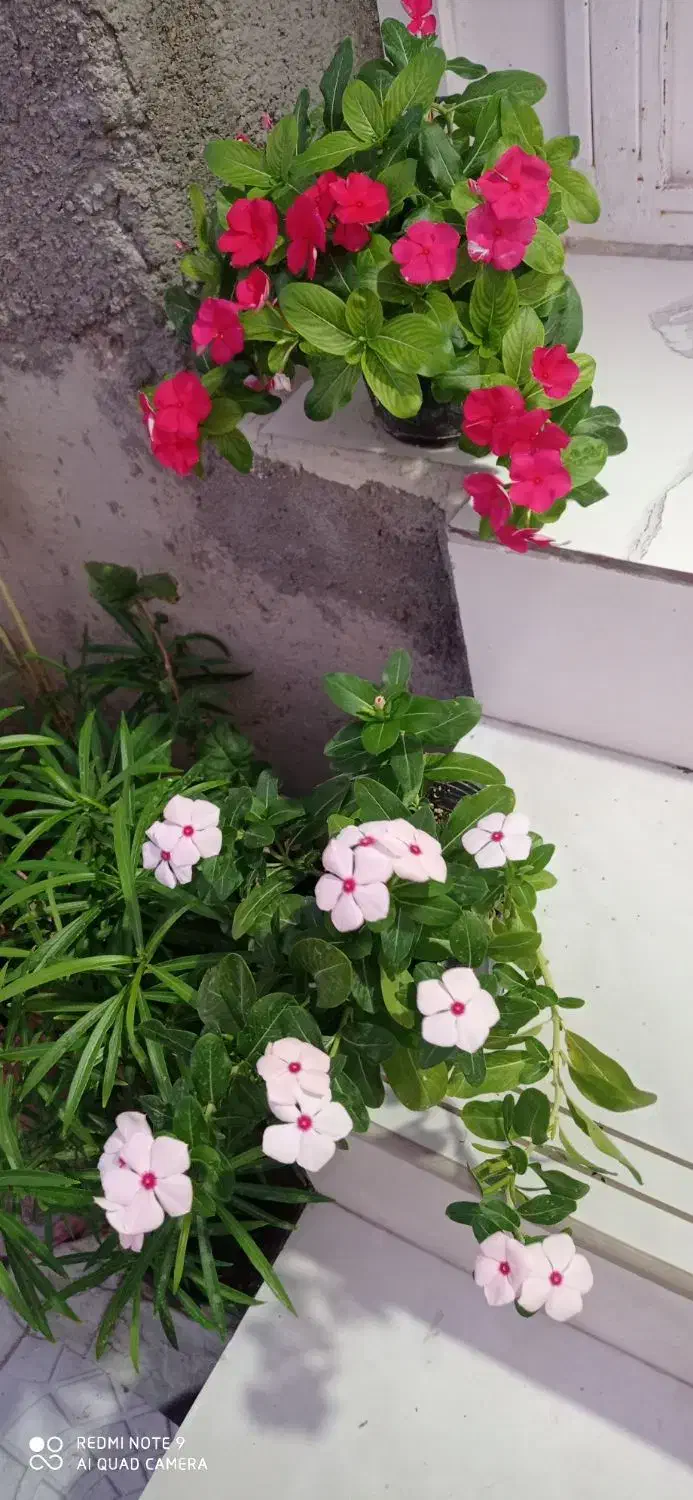 هرس شمشاد و انواع درختان با اره مخصوص|خدمات باغبانی و درختکاری|بوشهر, |دیوار