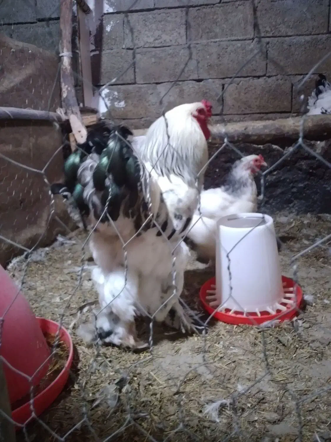 فروش مرغ و جوجه برهما و سسار،،و دستگاه جوجه کشی|حیوانات مزرعه|مشگین شهر, |دیوار