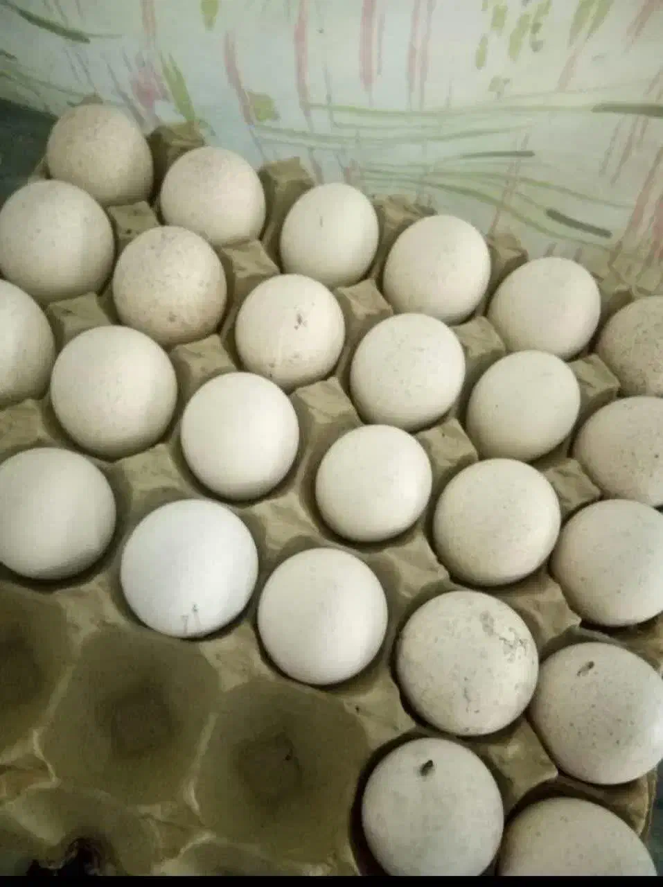 جوجه راس کد ۳۰۸ تخم نطفه دار راس ارسال  برای کشور|حیوانات مزرعه|یزد, |دیوار
