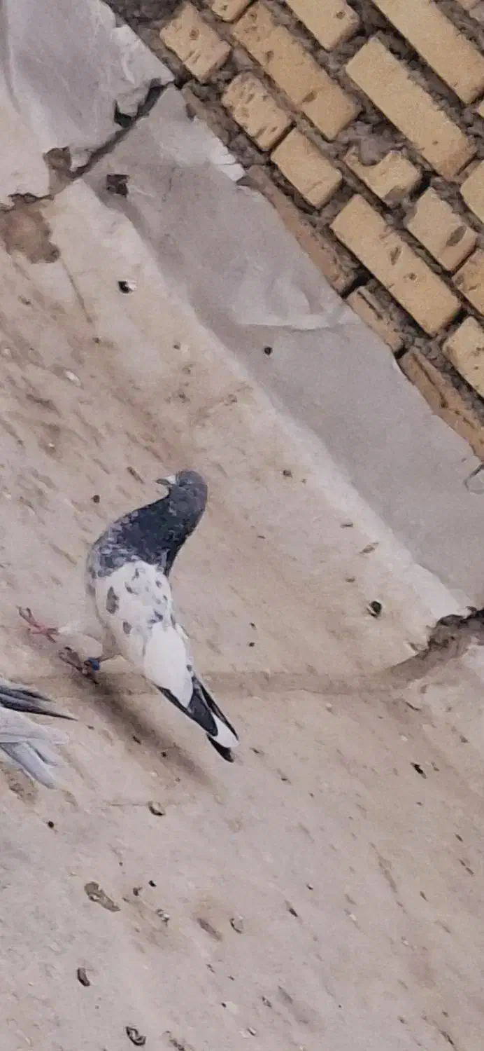 پرنده|پرنده|شادگان, |دیوار