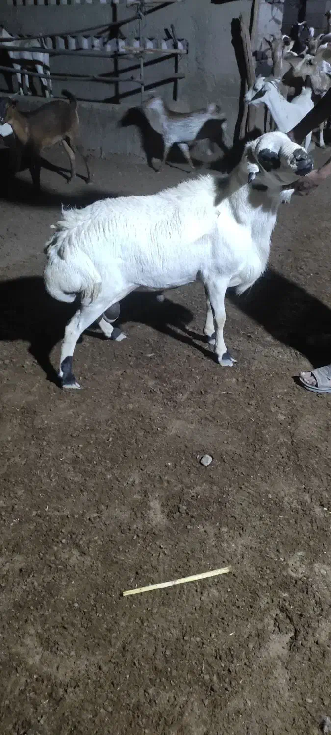 فروشی|حیوانات مزرعه|تخت, |دیوار