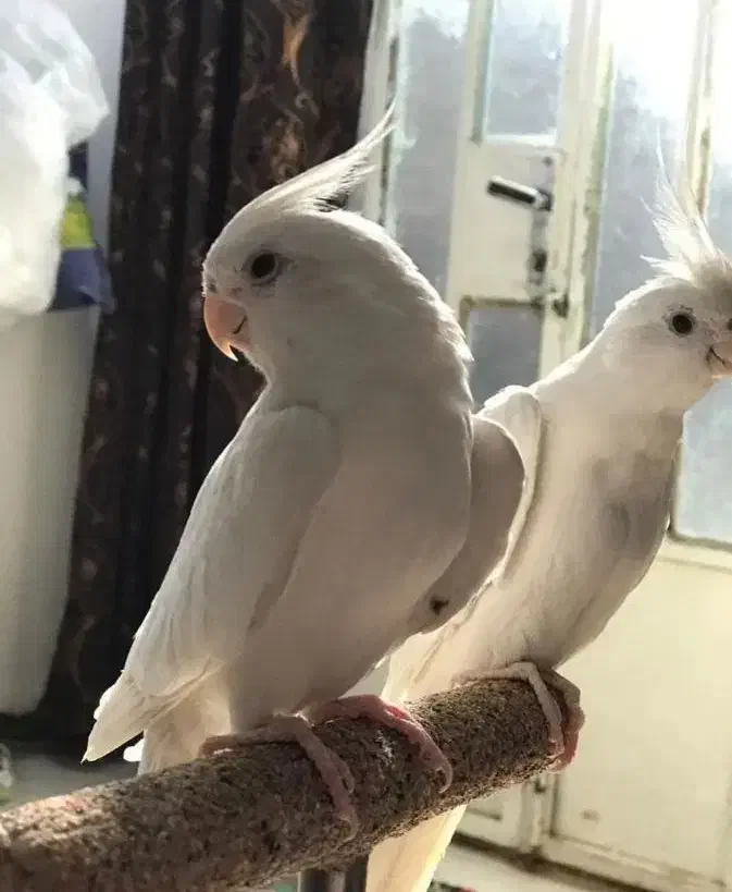 عروس هلندی آلبینو جفت جوان مولد نر ماده|پرنده|قم, چهار مردان|دیوار