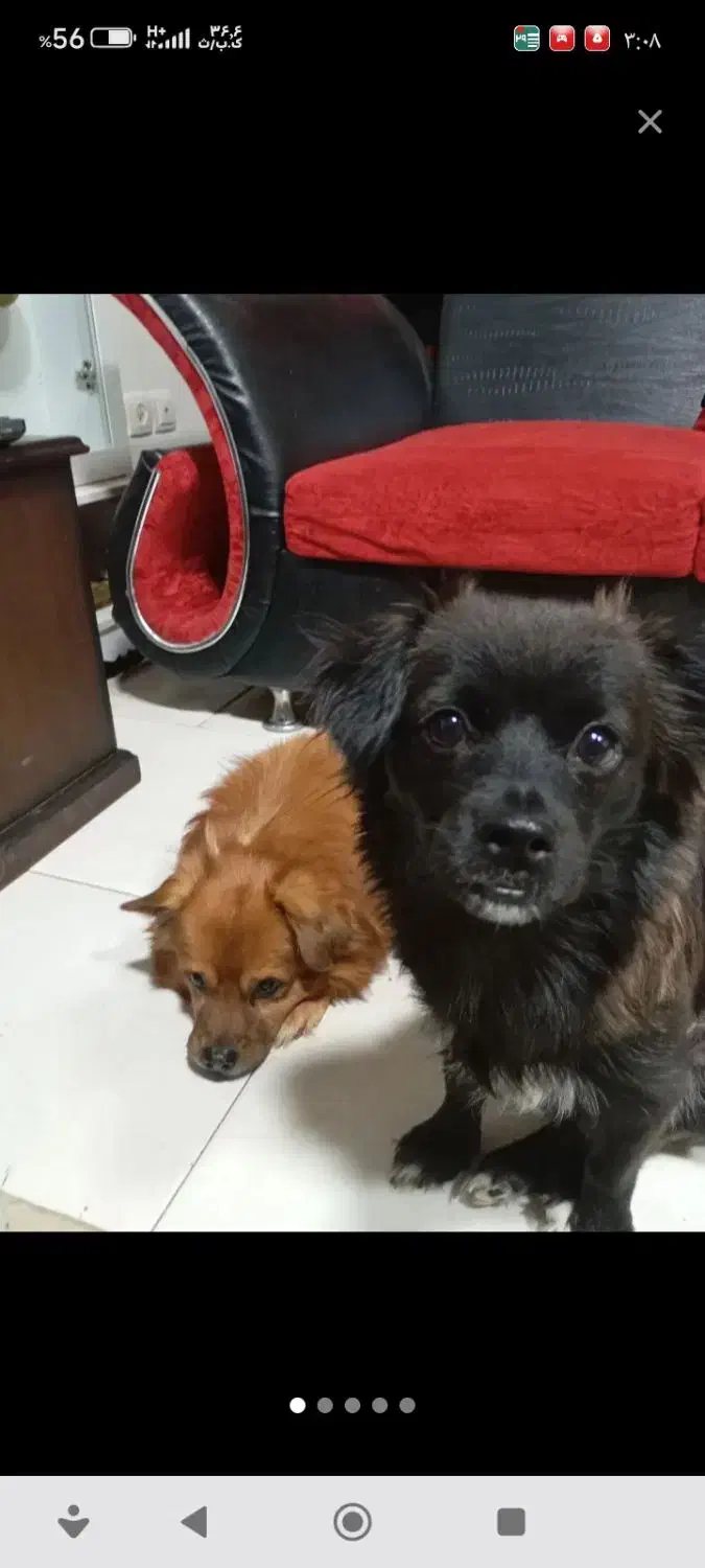 سگ گمشده (3میلیون تومان مژدگانی)|سگ|فولادشهر, مسکن مهر فولادشهر|دیوار