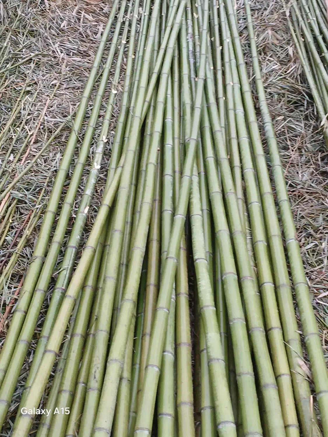 فروش نی بامبو|عمده‌فروشی|رودبنه, |دیوار