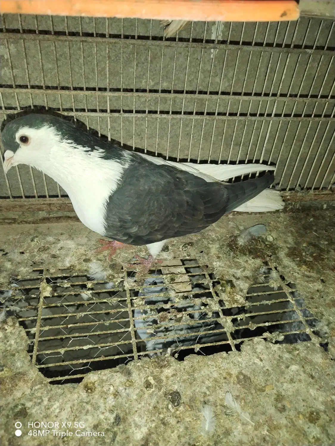 چپ سیاه وسفید|پرنده|نیشابور, دربقاضی|دیوار