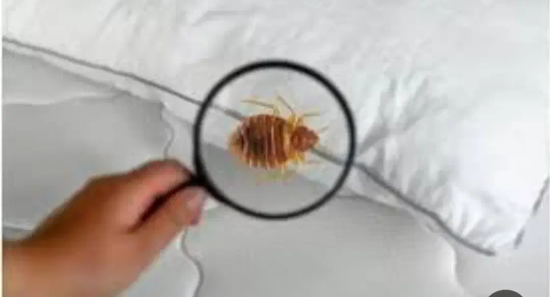 خدمات سمپاشی|خدمات نظافت|پردیس, فاز ۲|دیوار