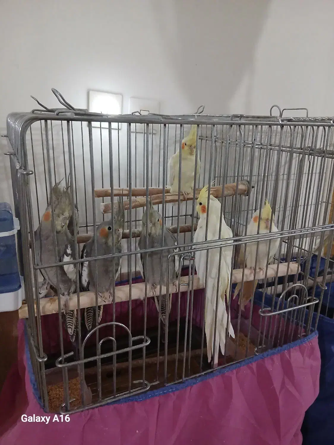 جفت مولد و حرف می‌زنن|پرنده|قم, دورشهر|دیوار