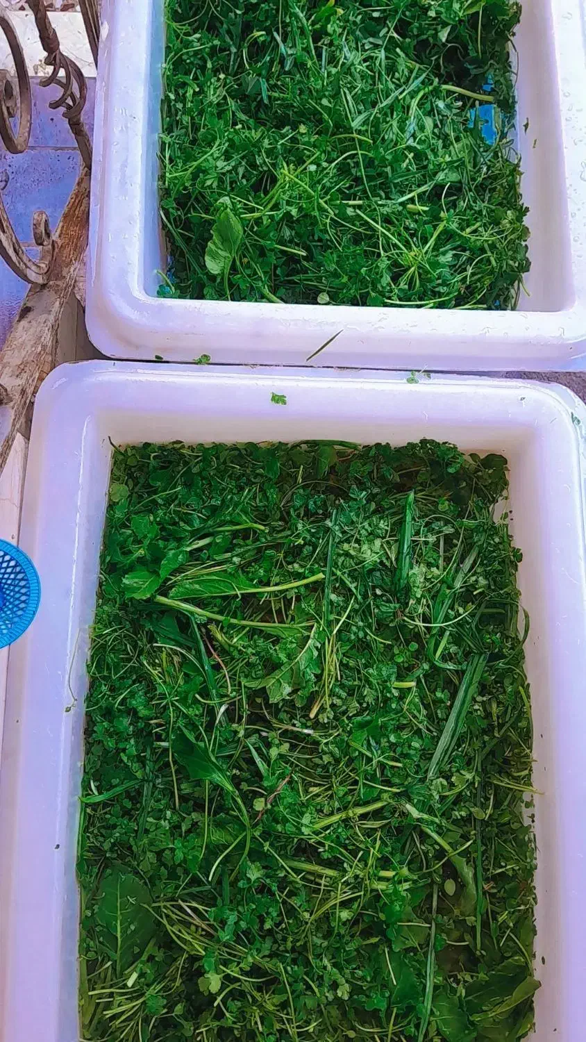 کار در کارگاه سبزیجات آماده طبخ|استخدام خدمات فروشگاه و رستوران|لاهیجان, یوسف آباد|دیوار