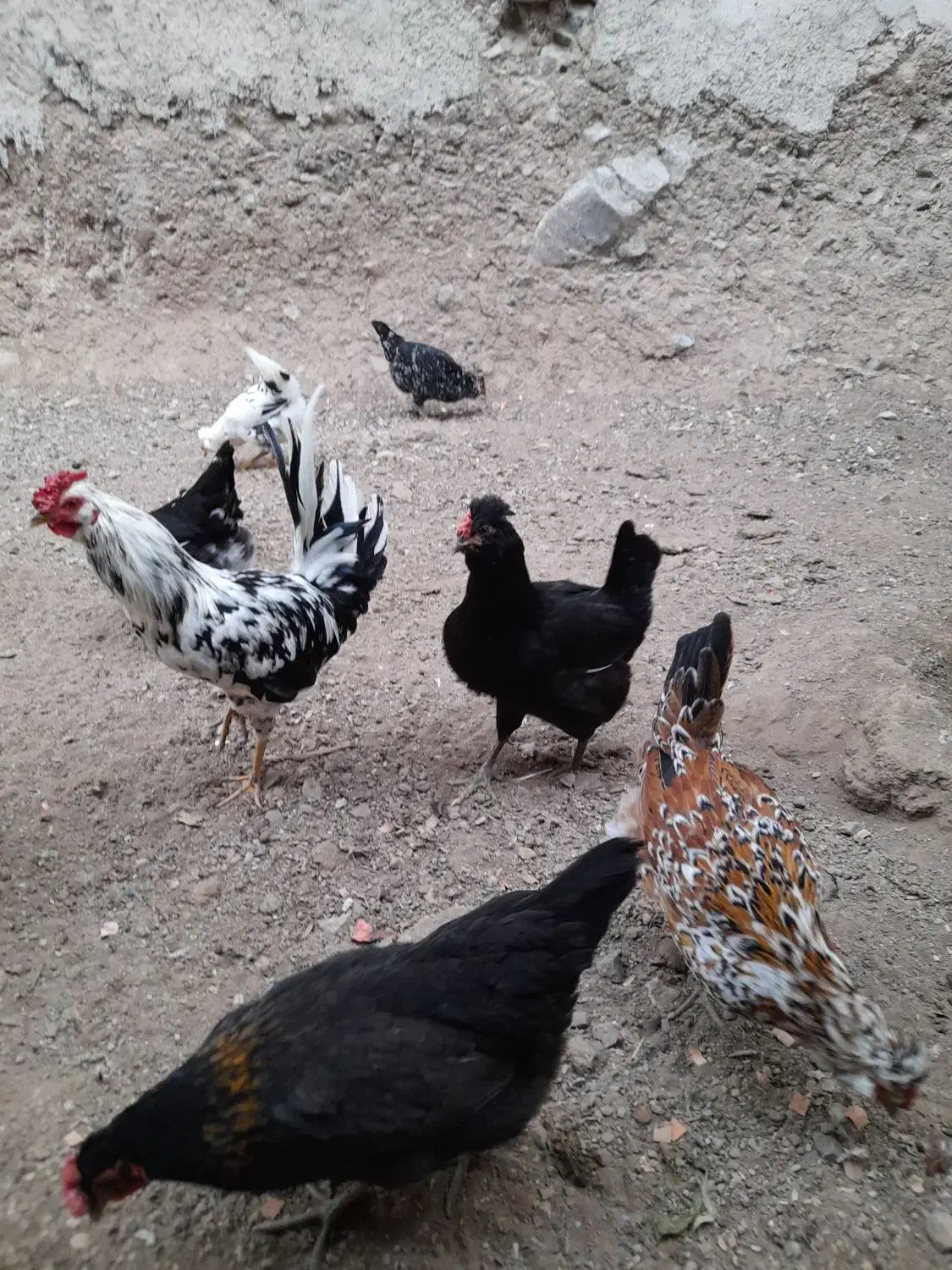 تخم مرغ نطفه دار گلین|حیوانات مزرعه|بومهن, |دیوار